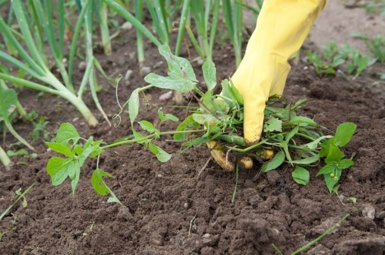 8-ways-get-rid-of-weeds