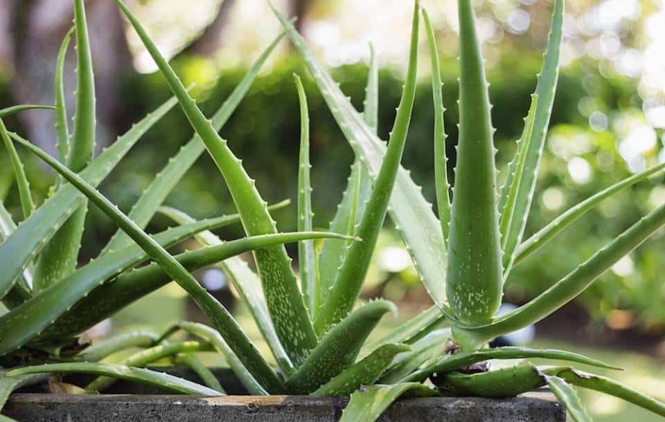 grow-aloe-vera