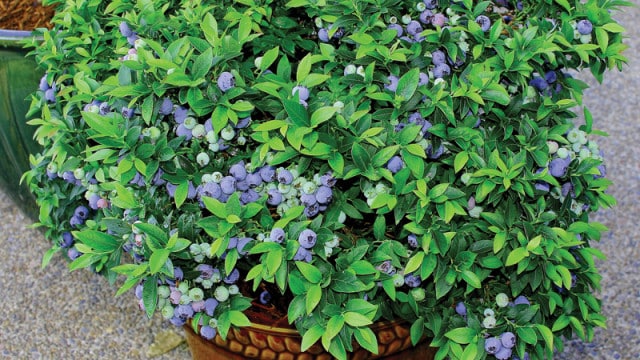 growing-blueberries-pots