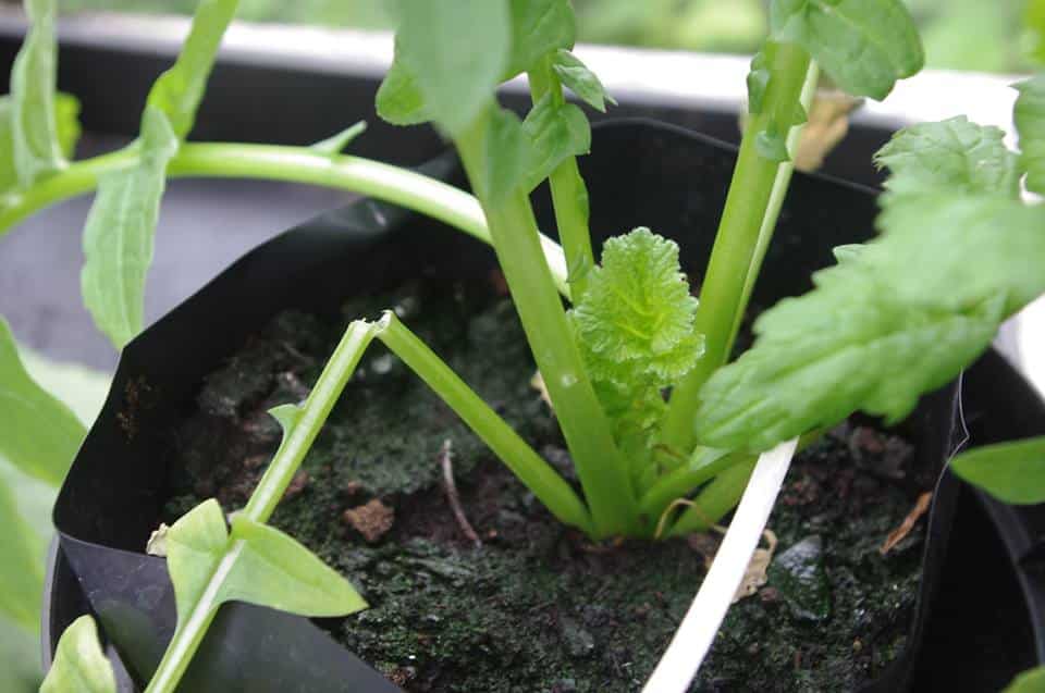 repair-crushed-stems-plants