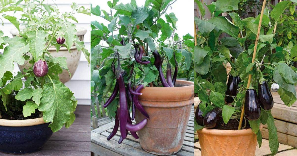 10-tips-growing-eggplant