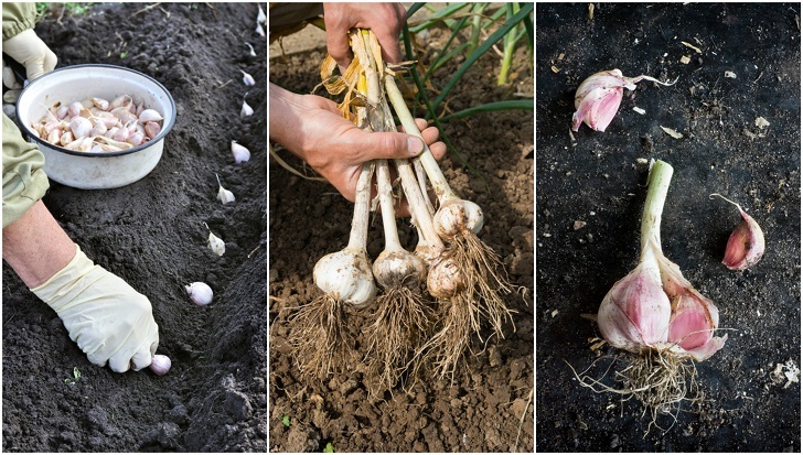 grow-garlic-from-one-clove