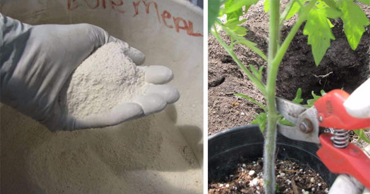 plant-tomatoes-8-feet