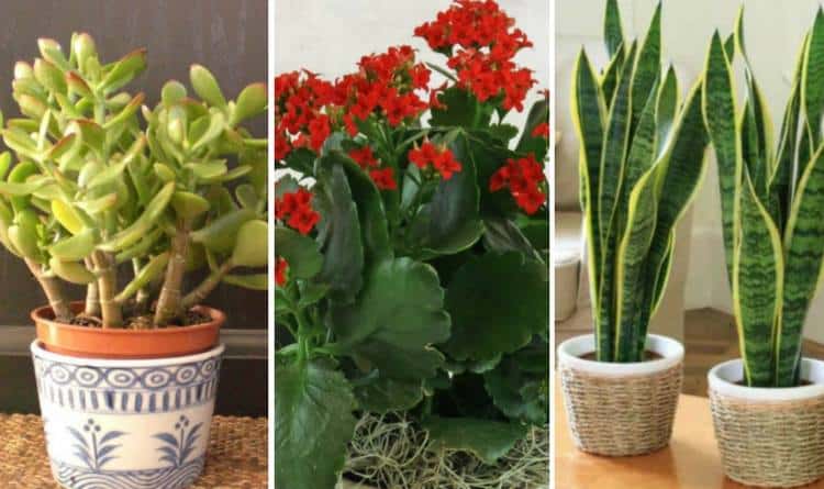 the-most-common-indoor-cacti