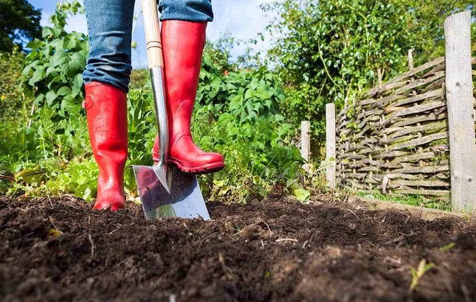20-reasons-to-start-gardening