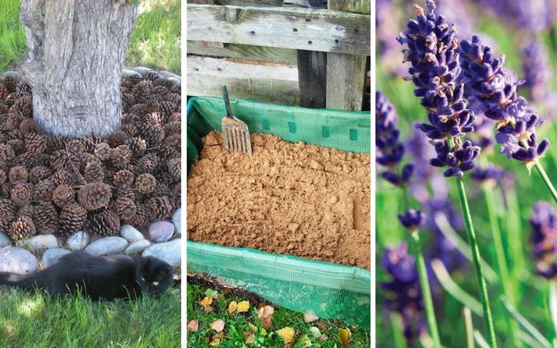 21-ways-keep-cats-away