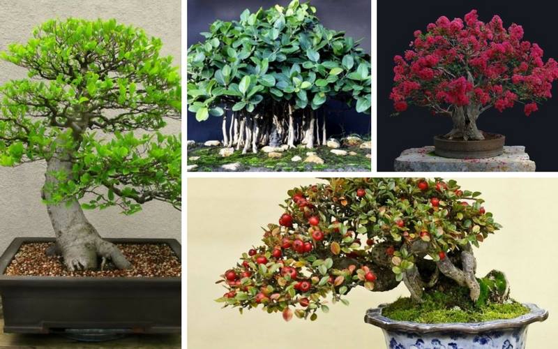 25-popular-bonsai-trees