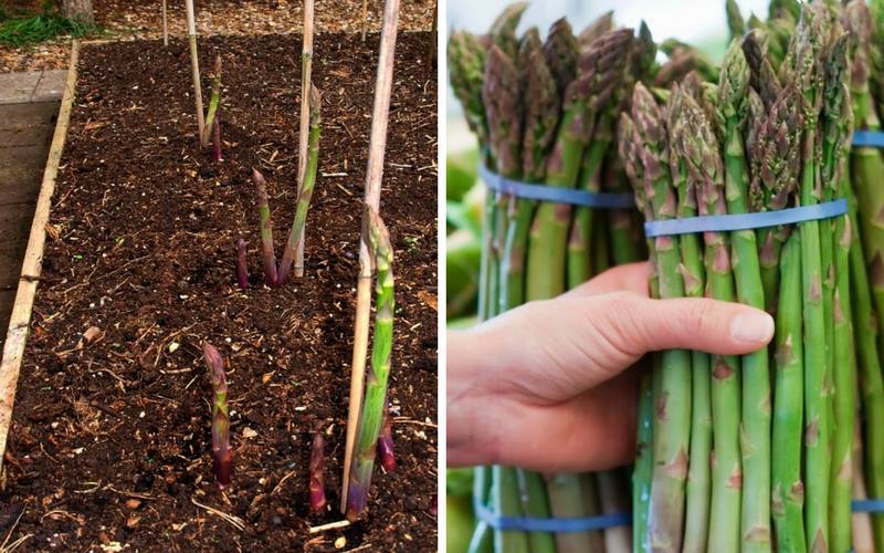 asparagus-tips-growing
