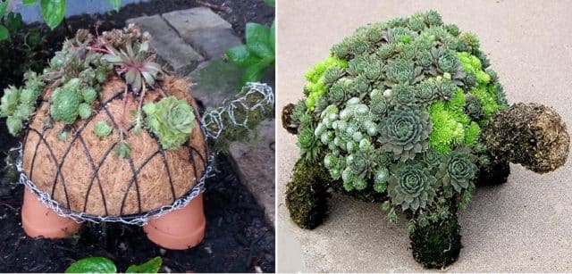 create-succulent-turtle