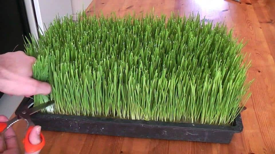 how-to-grow-wheatgrass