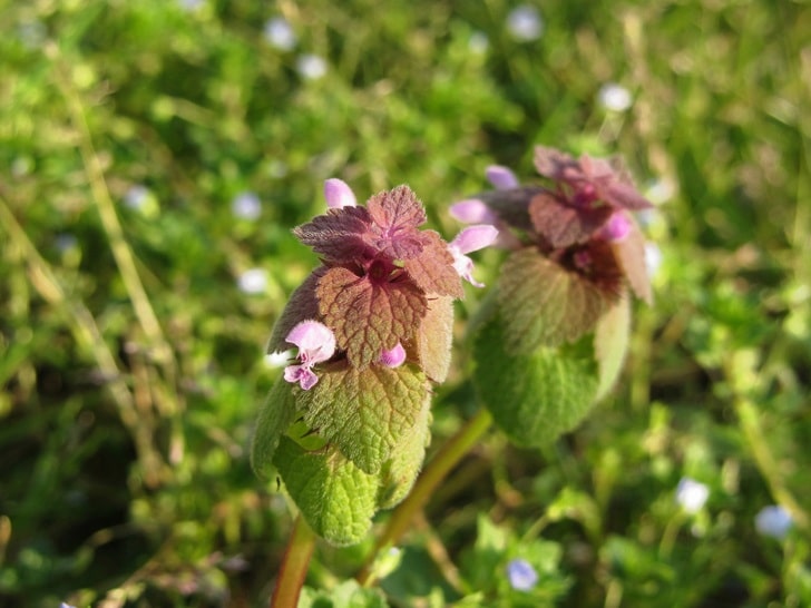 purple-dead-nettle
