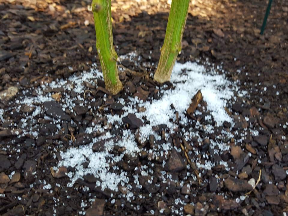 5-things-epsom-salt-tomatoes