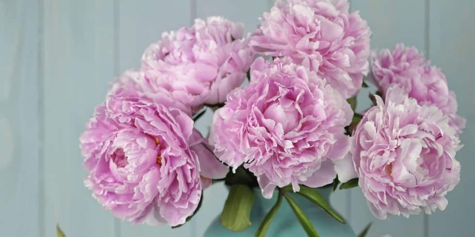 9-tips-growing-peonies