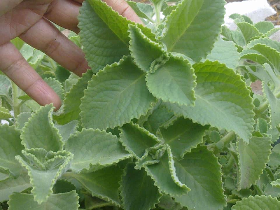 grow-oregano-at-home