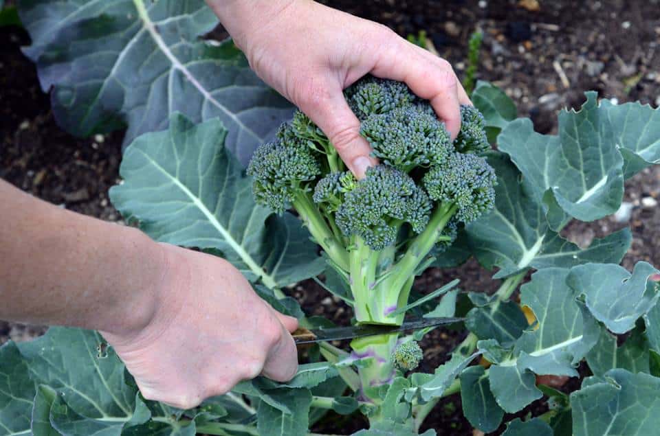 growing-broccoli-garden