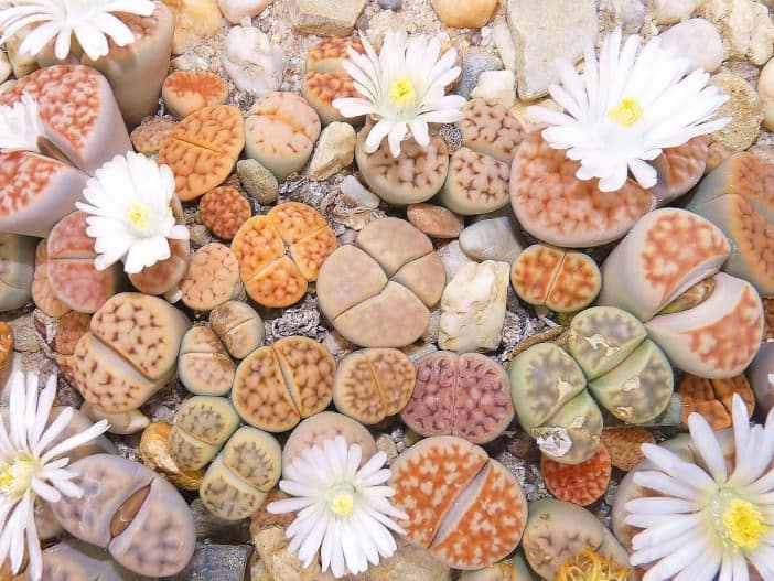 growing-lithops