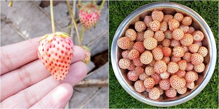 how-to-grow-pineberries