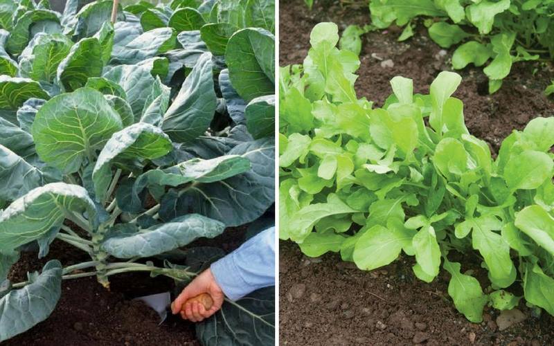 list-veggies-grow-winter