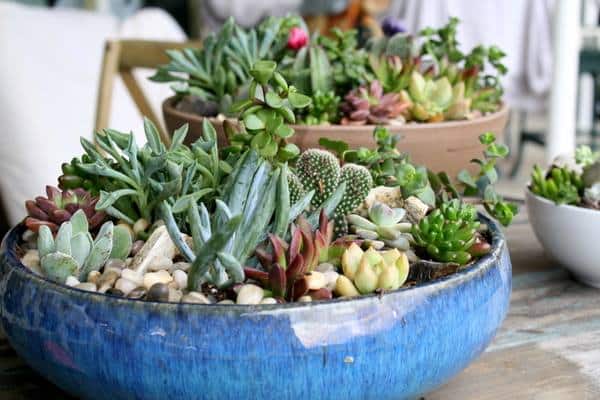 plant-succulent-bowl