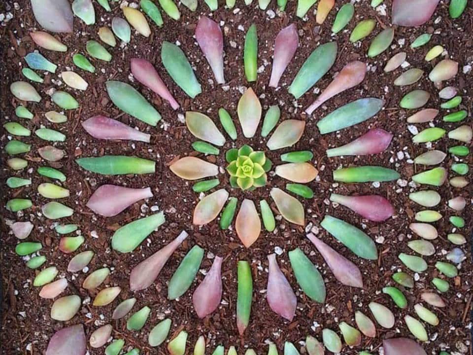 propagate-cacti-succulents