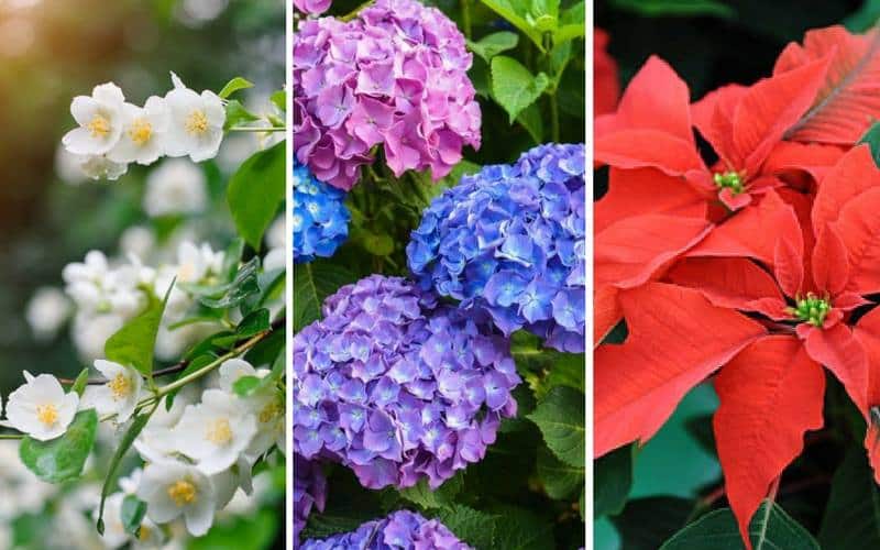 top-10-poisonous-plants