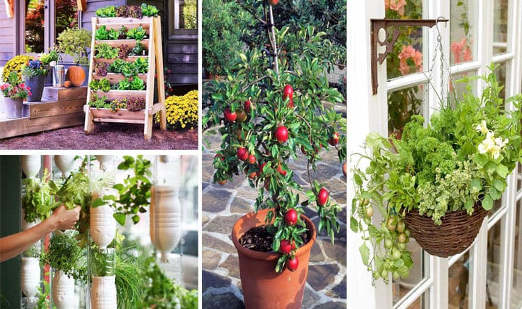 unique-urban-garden-tips