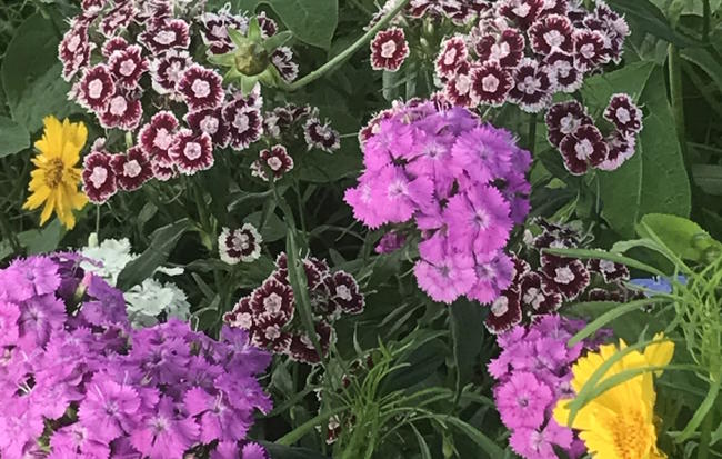 6-weird-tricks-gardening