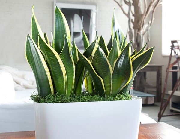 snake plant