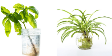 25 Herbs, Vegetables & Plants You Can Grow In Water