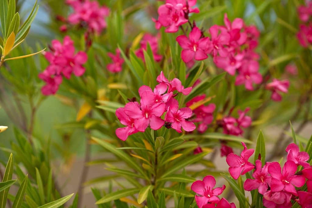 9 Beautiful But Deadly Plants You Should Avoid