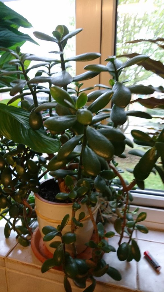10 Best Feng Shui Plants That Can Bring Good Luck & Wealth for Your Home