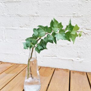 English Ivy