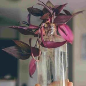 Inch Plant