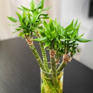 Dracaena Marginata