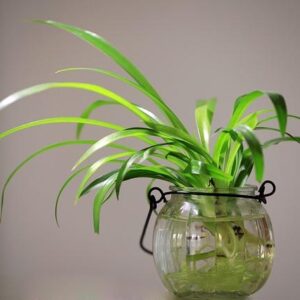 Spider Plant