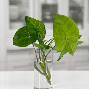 Arrowhead Vine