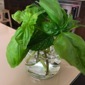 Basil in water