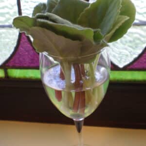 African Violet