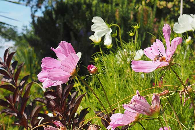 cosmos flowers