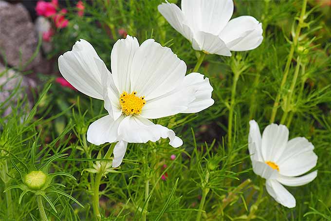 white cosmos flower