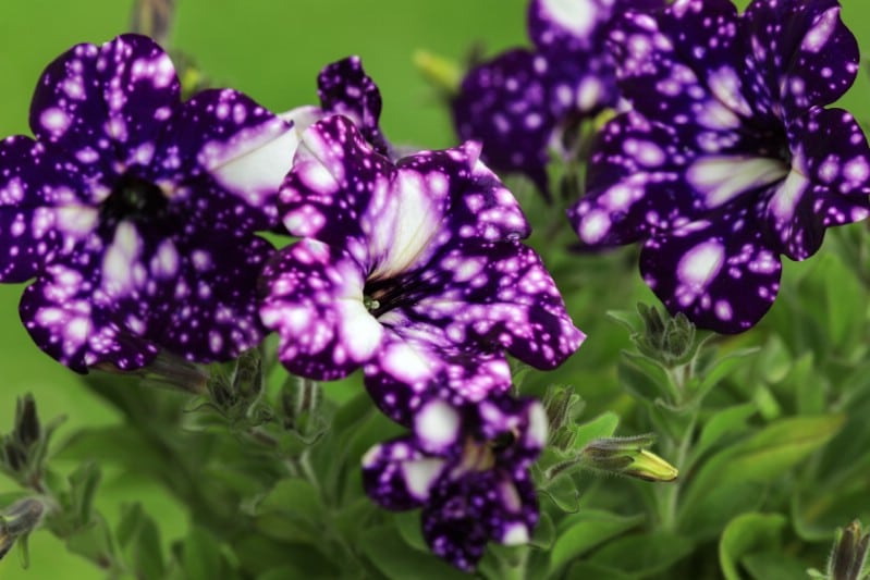 deep purple petunia