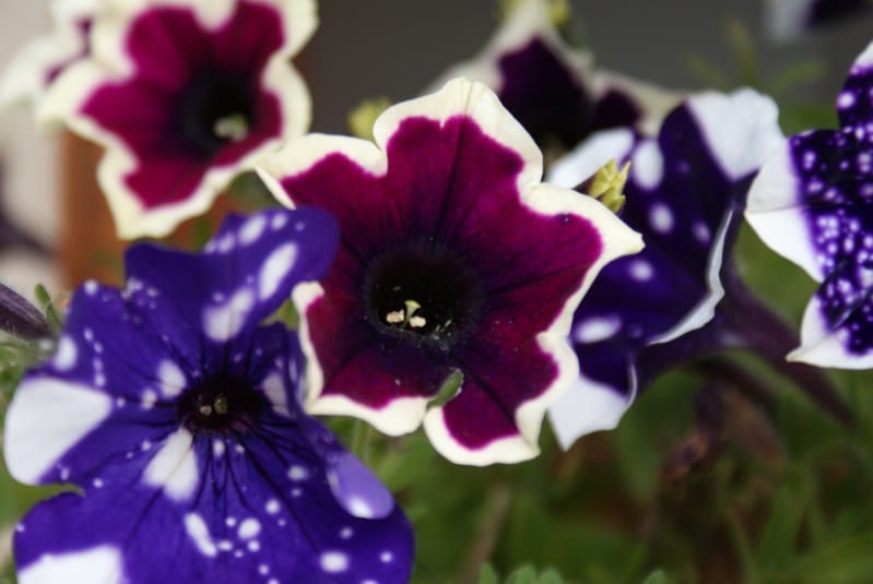 night sky petunia