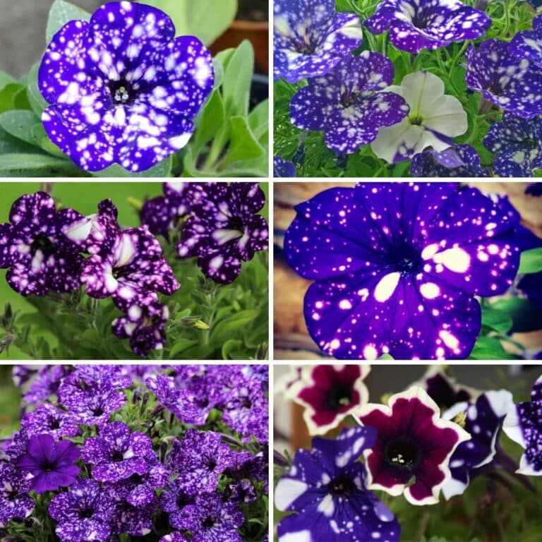 night sky petunias