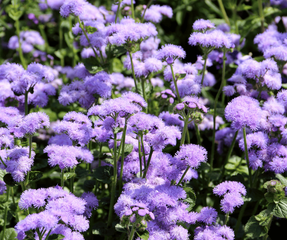 The ageratum comes in several lovely hues ranging from bright white, mauve, lavender and a lovely sky blue.