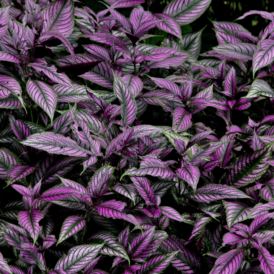 Growing Persian Shield