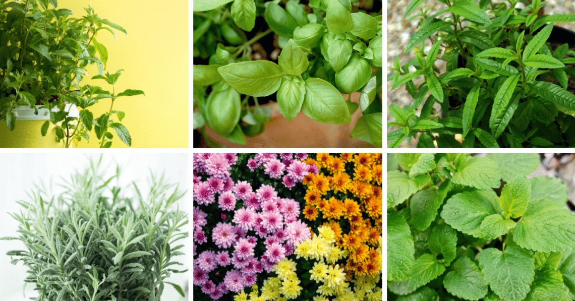 6 Spider-Repelling Plants for Your Indoor Garden
