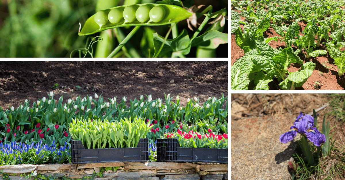 Flowers & Vegetables to Plant In October