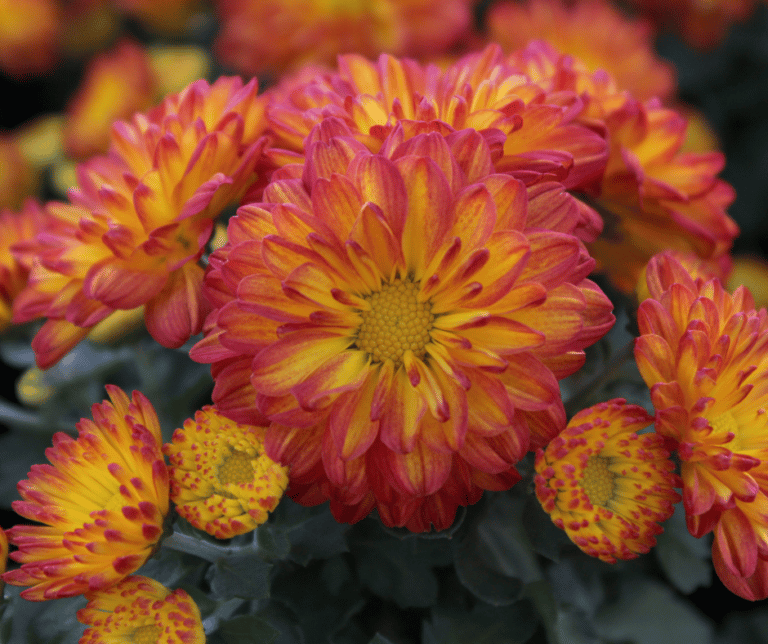 25 of the Best Plants and Trees to Add Fall Color to Your Yard