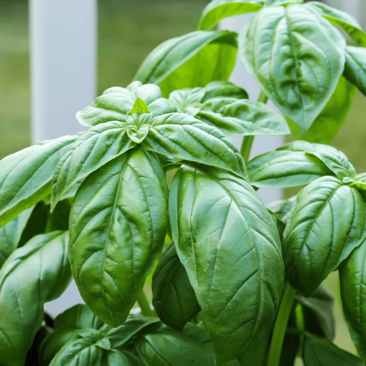 How to Plant, Grow and Harvest Basil - Complete Guide