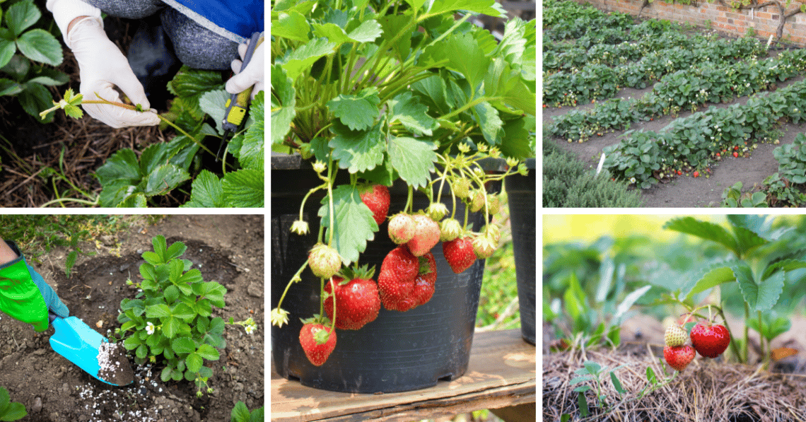 27 Best Tips For Successfully Growing Strawberries